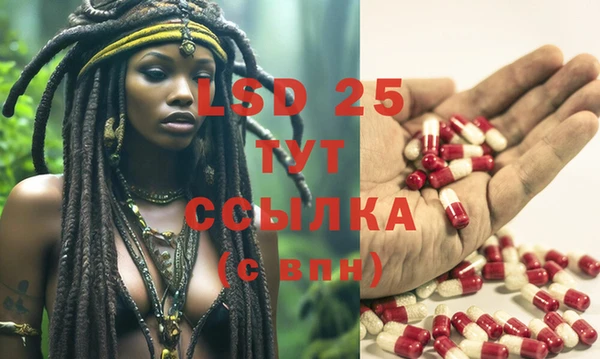 PSILOCYBIN Михайлов